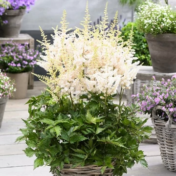 Astilbe japonica 'Washington' - tollbuga - CS11