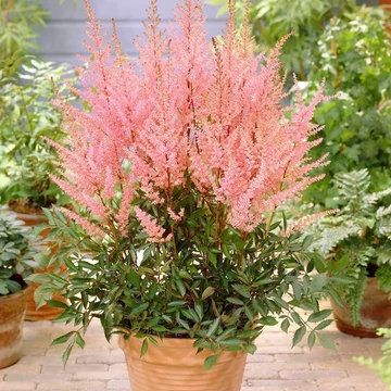 Astilbe arendsii 'Erika'  - tollbuga - CS11