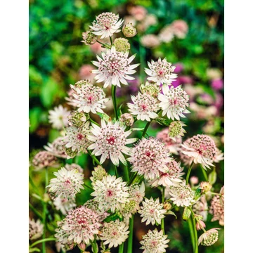Astrantia major - völgycsillag - CS11