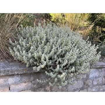Ballota pseudodictamnus 'Compact Form' - peszterce - CS12