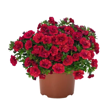 Petunia calibrachoa 'Aloha Double Red' - mini virágú petúnia - CS12