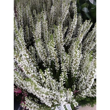 Calluna vulgaris 'Beauty Ladies Venca' - csarab - CS9