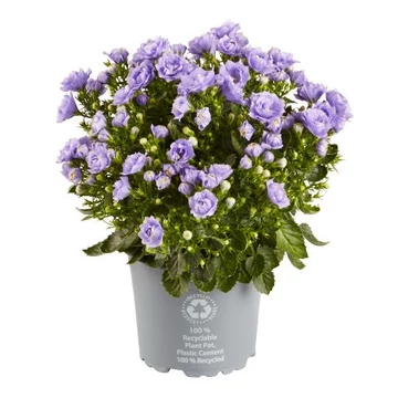 Campanula portenschlagiana ’Ocean’ – dalmát harangvirág - CS11