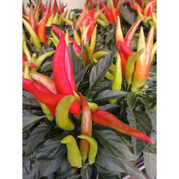 Capsicum annuum 'Joker' - díszpaprika - CS10,5