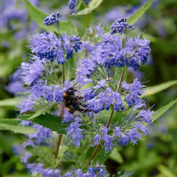 Caryopteris clandonensis 'Heavenly Blue' - kékszakáll - CS17