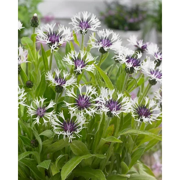Centaurea montana 'Amethyst in Snow' - hegyi imola - CS12