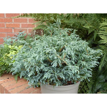 Chamaecyparis pisifera 'Boulevard' - kék szavára hamisciprus - CS15