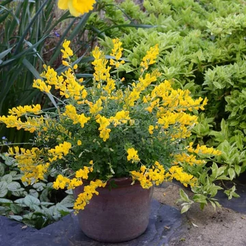Cytisus racemosus - zanót - CS17