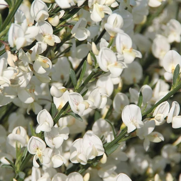 Cytisus 'White Lion'  - zanót - CS14
