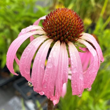 Echinacea simulata - kasvirág - CS11