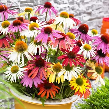 Echinacea purpurea 'Breeder's Mix - kasvirág - CS11