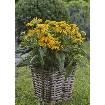 Echinacea hybrida 'SunMagic Fantastic Yellow' - kasvirág - CS14