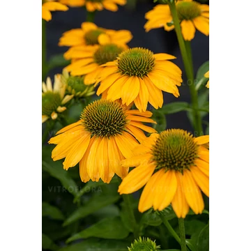 Echinacea hybrida 'SunMagic Fantastic Yellow' - kasvirág - CS14