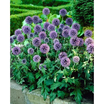 Echinops bannaticus 'Blue Globe' - szamárkenyér - CS12