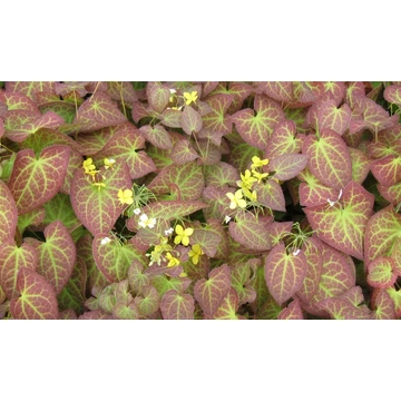 Epimedium perralchicum 'Frohnleiten' - püspöksüveg, tündérvirág - CS11