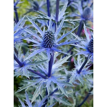 Eryngium alpinum 'Alpinum' - alpesi iringó - CS14