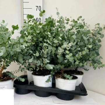 Eucalyptus cinerea  - eukaliptusz - CS12