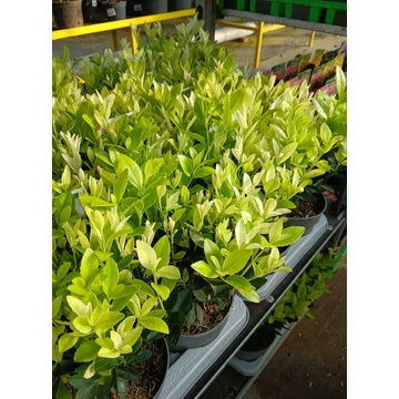 Euonymus japonicus 'Extravaganza' - kecskerágó - CS14