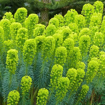Euphorbia characias 'Summer Snow'- mirtuszlevelű kutyatej - CS12