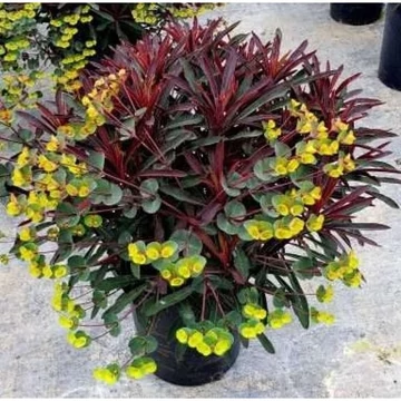 Euphorbia charachias 'Miners Merlot' - kutyatej - CS12