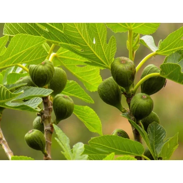 Ficus carica - füge