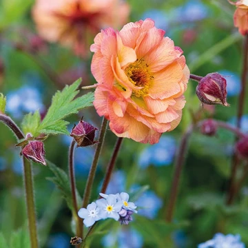 Geum hybrida 'Mai Tai' - gyömbérgyökér - CS12
