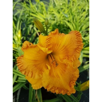 Hemerocallis 'Orange Nassau' - sásliliom - CS11