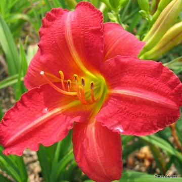 Hemerocallis 'Red Rum' - sásliliom - CS11