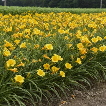 Hemerocallis 'Stella de Oro' - sásliliom - CS11