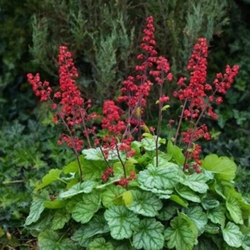 Heuchera sanguinea 'Leuchtkäfer' - vérvörös tűzeső - CS12