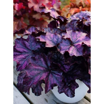 Heuchera 'Mulberry' – tűzeső - CS12