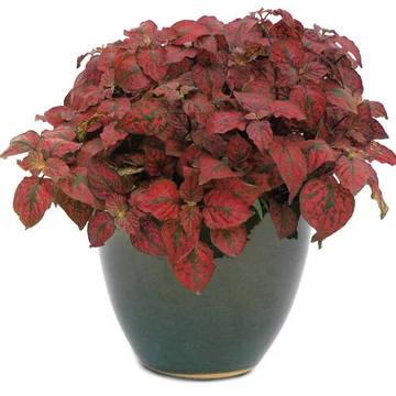 Hypoestes phyllostachya 'Hippo Red' - pöttyöslevél - CS12
