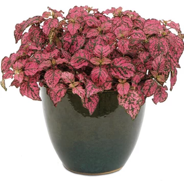 Hypoestes phyllostachya 'Hippo Rose' - pöttyöslevél - CS12