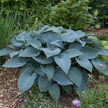 Hosta 'Halcyon' - árnyékliliom - CS11