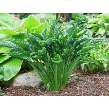 Hosta 'Praying Hands' - árnyékliliom - CS11