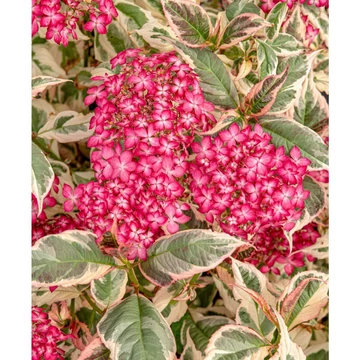 Hydrangea serrata 'Euphoria Pink' - fűrészes levelű hortenzia - CS15