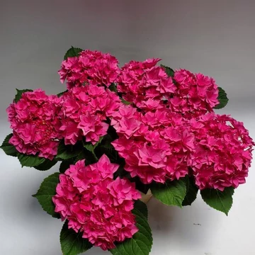 Hydrangea macrophylla 'Francy Hot Pink' - kerti hortenzia - CS9