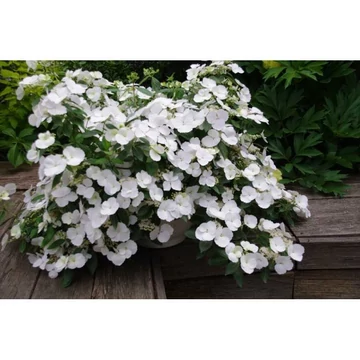 Hydrangea macrophylla 'Runaway Bride' - kerti hortenzia - CS17