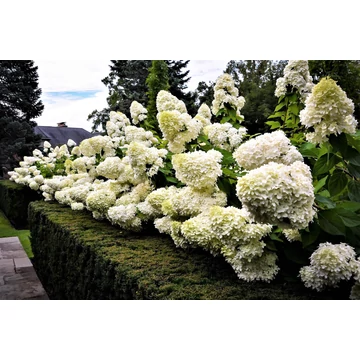 Hydrangea paniculata 'Grandiflora' - bugás hortenzia - CS9