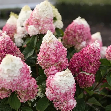 Hydrangea paniculata 'Living Colour Cocktail' - bugás hortenzia - CS9