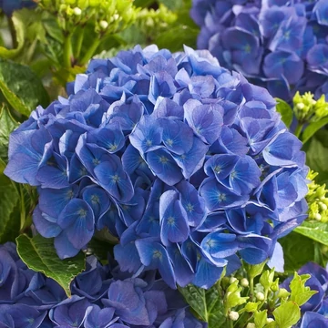 Hydrangea macrophylla 'Renate' - kerti hortenzia - CS17