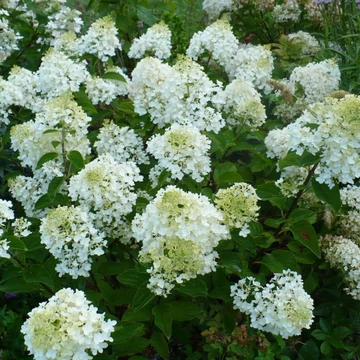Hydrangea paniculata 'Bombshell' - bugás hortenzia - CS17