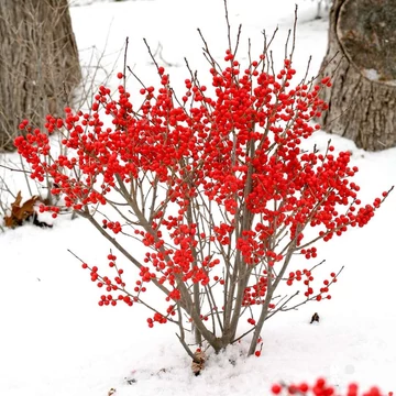 Ilex verticillata - mocsári magyal - CS17