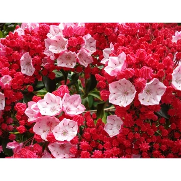 Kalmia latifolia 'Ostbo Red' -  hegyi babér - CS15