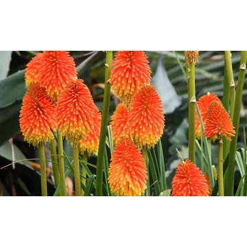 Kniphofia rooperi - fáklyaliliom - CS11