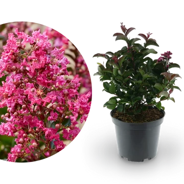 Lagerstroemia indica 'Berry Dazzle' - selyemmirtusz - CS14