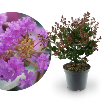 Lagerstroemia indica 'Love Eternal' - selyemmirtusz - CS9