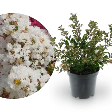 Lagerstroemia indica 'With Love Virgin' - selyemmirtusz - CS9
