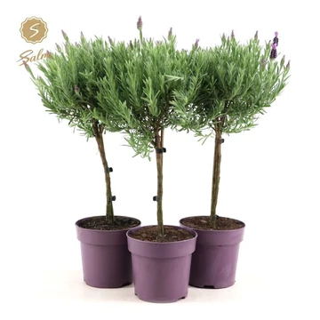 Lavandula stoechas 'Anouk' - törzses levendula - CS15