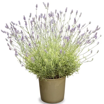 Lavandula angustifolia 'Platinum Blonde' - levendula - CS12